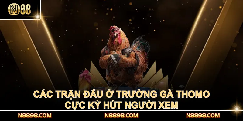 Các trận đấu ở trường gà Thomo cực kỳ hút người xem