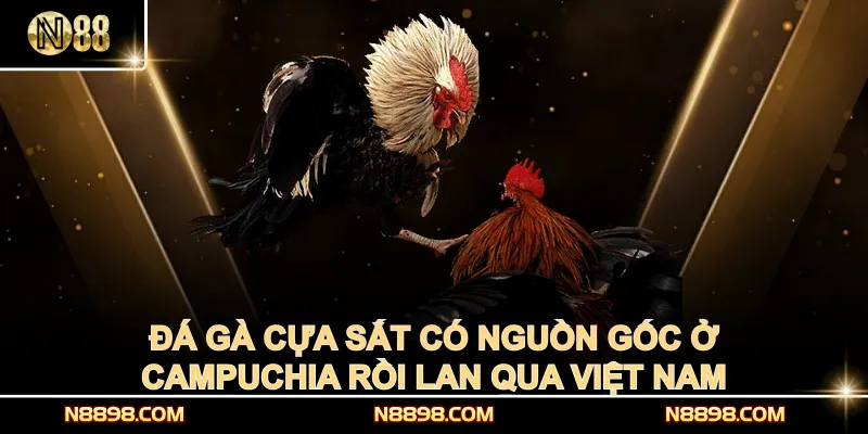 Đá gà cựa sắt có nguồn gốc ở Campuchia rồi lan qua Việt Nam