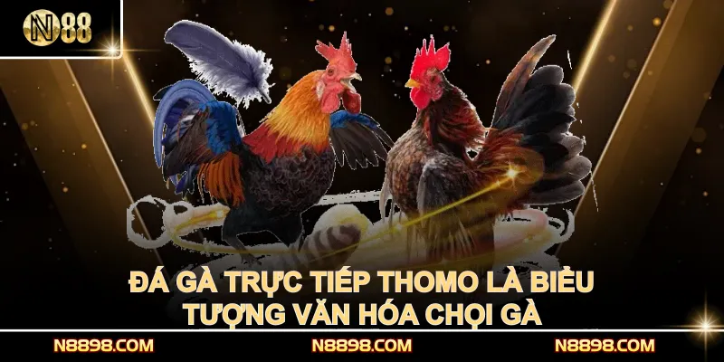 Đá gà trực tiếp Thomo là biểu tượng văn hóa chọi gà