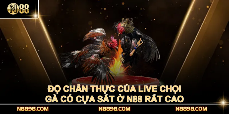 Độ chân thực của live chọi gà có cựa sắt ở N88 rất cao