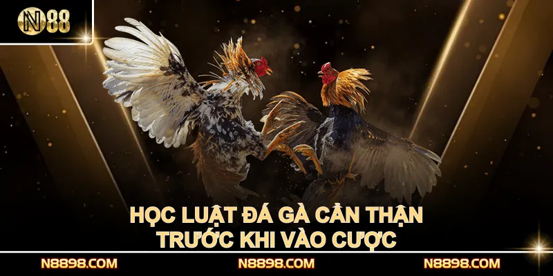 Học luật đá gà cẩn thận trước khi vào cược