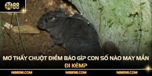 Mơ Thấy Chuột Điềm Báo Gì? Con Số Nào May Mắn Đi Kèm?