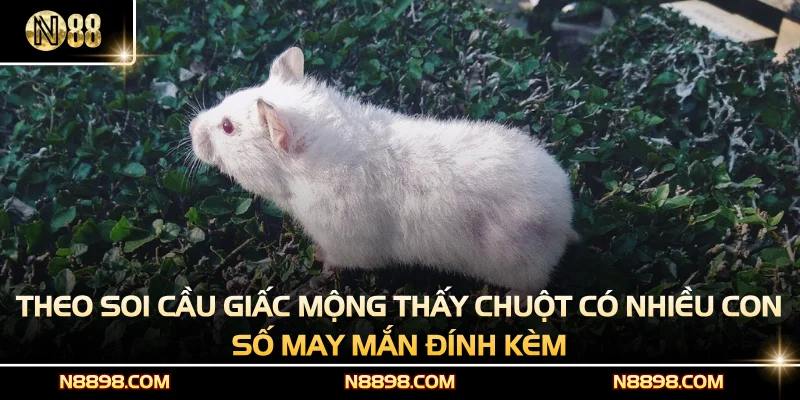 Theo soi cầu giấc mộng thấy chuột có nhiều con số may mắn đính kèm